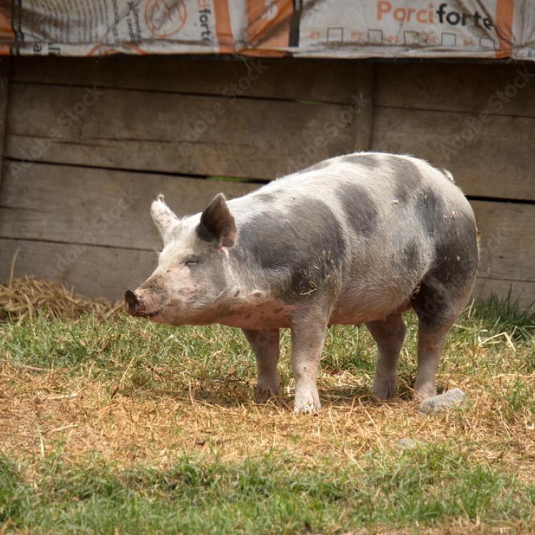 pig