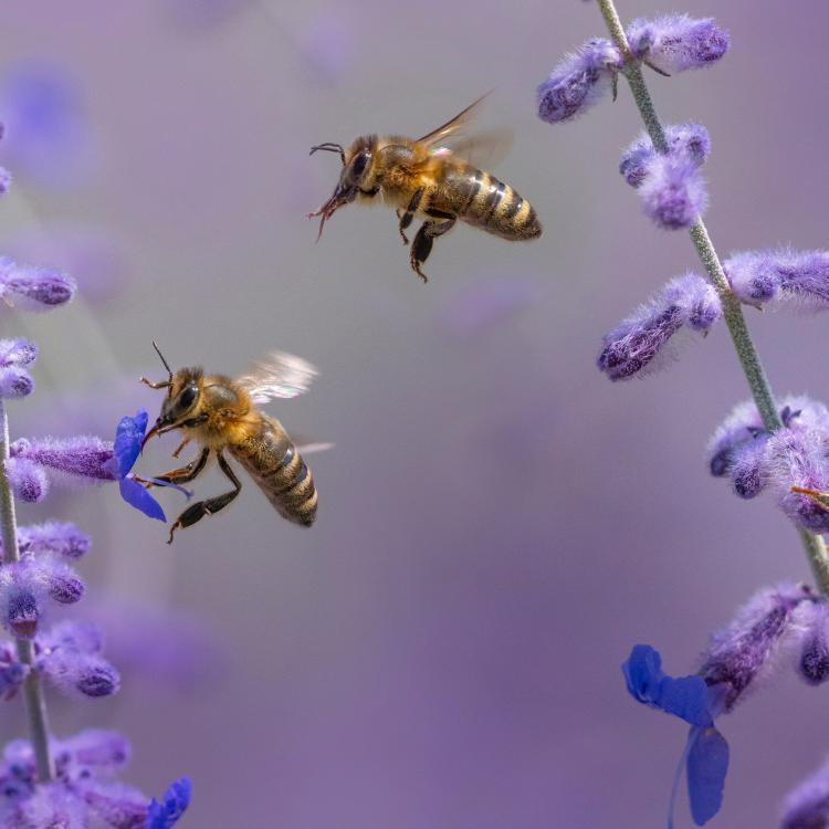 Bees