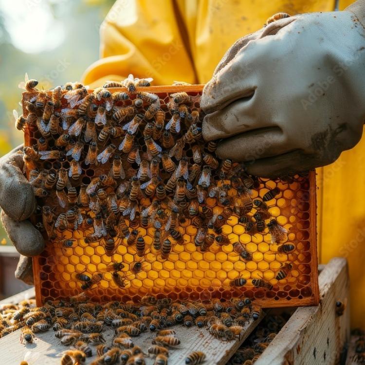 frame w/ bees