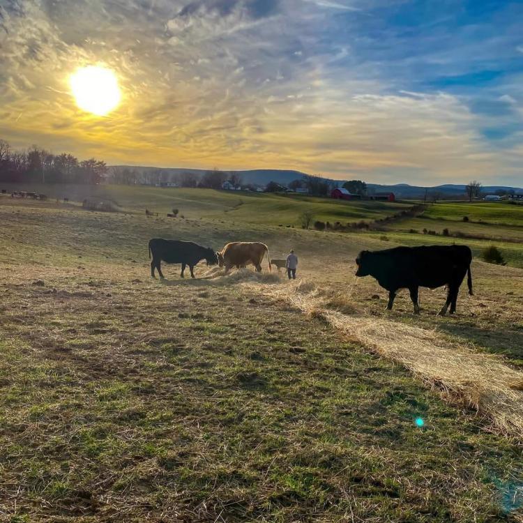 sunset w/ cows