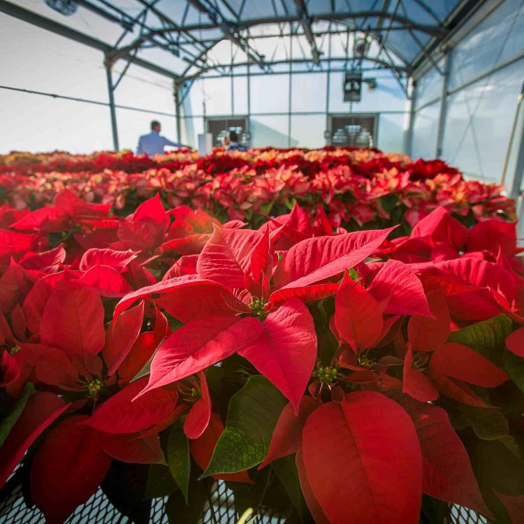 Poinsettias in a greenhouse